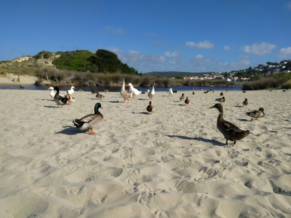 Observation des oiseaux sur Minorque