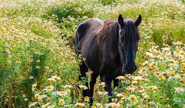 Chevaux et culture